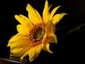 Remo Giazotto : Adagio for Violin, Strings and ...