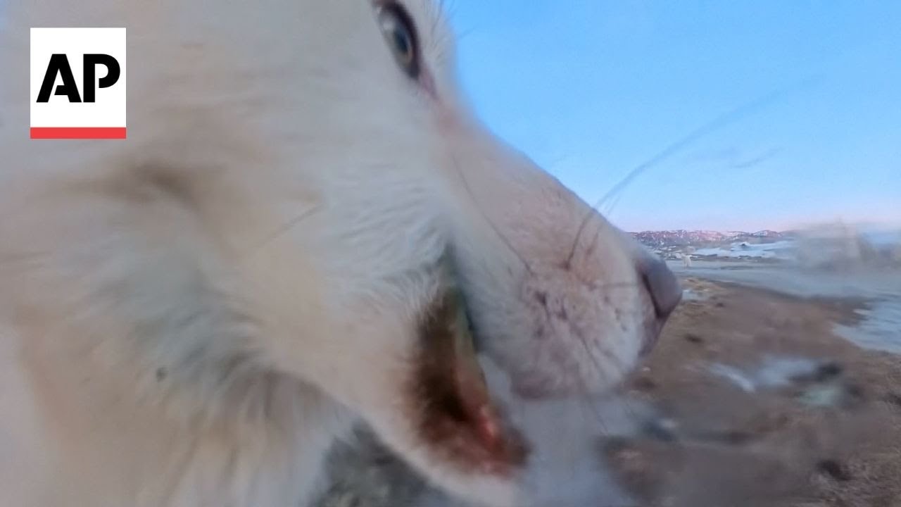 Watch the moment a Greenland sled dog steals AP camera - YouTube