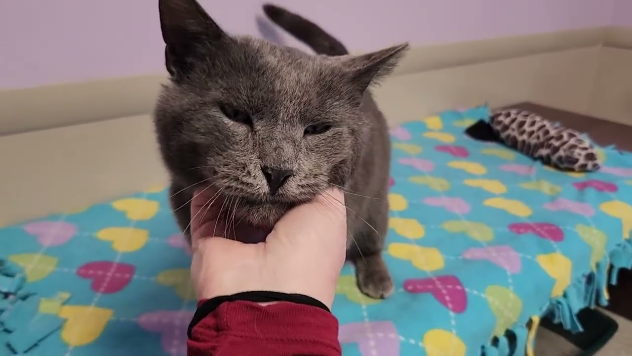 Enlarge Auggie, a ADOPTABLE Domestic Short Hair in Marshfield, WI video 2/4