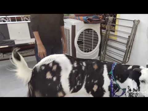 Sultan bakra🐐💓❤ #bakra #sultanbakra #bkraeid