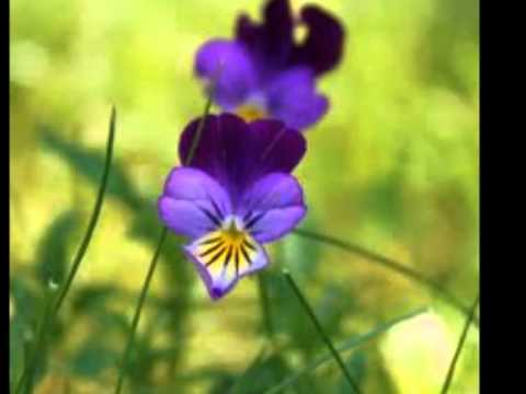 Petite Fleur (Version 2).  Composer: Sidney Bechet (1897-1959)