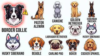 Todos los PERROS más inteligentes explicados en 15 minutos
