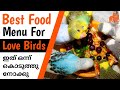 Love Birds Best Food Diet Budgies Healthy Foods Seed Mix In Malayalam MY PET PLANT