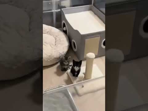 #cats #kitten #youtubeshorts #fyp