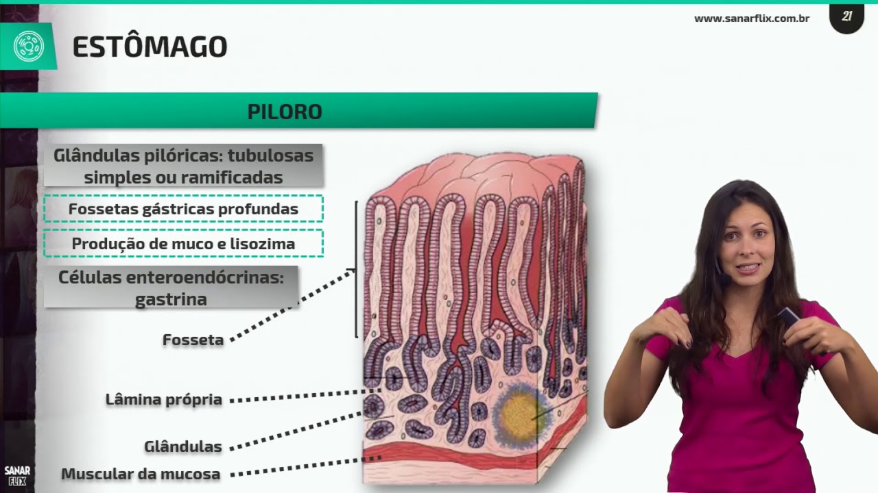 Estômago, intestino delgado e grosso - Anato, histo e fisio - Aula de Sistema Digestório SanarFlix