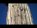 The Wow Cactus Guy BJWalksAmerica