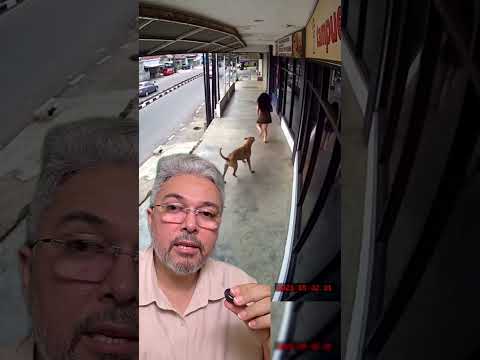 Os animais também podem ser usados por Deus