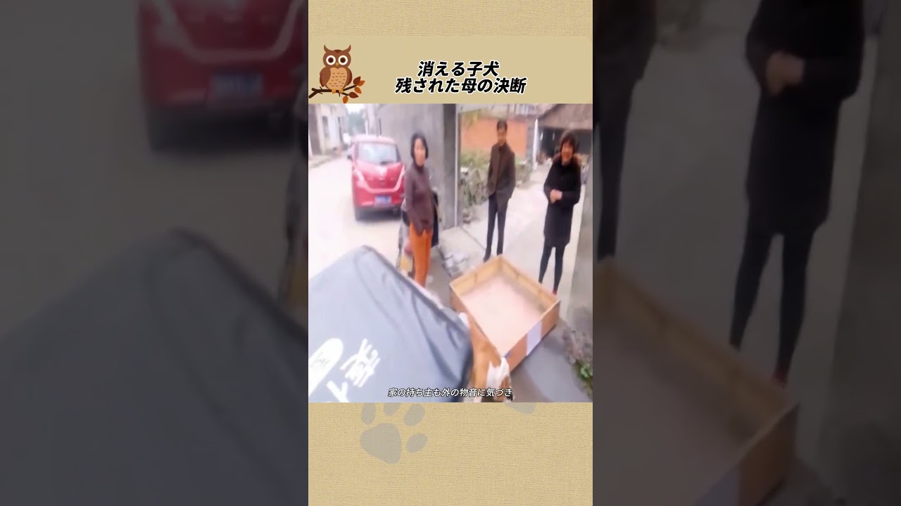 消える子犬   残された母の決断  #感動ストーリー #感動の館 #ペットストーリー #animals #柴犬