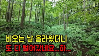 비오는 날 산양삼 채심하러 올라왔는데 도둑이 또 들어왔네요...하...진짜