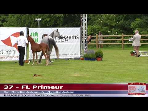 Bruges - National Show - Class 7