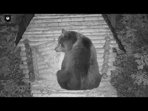 tetatet-club.ru: Видео с медведем