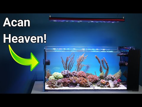 Chris's Budget-friendly Nano Reef Tank (Natural Lighting)
