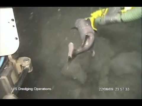 Shark vs Dredge Pump
