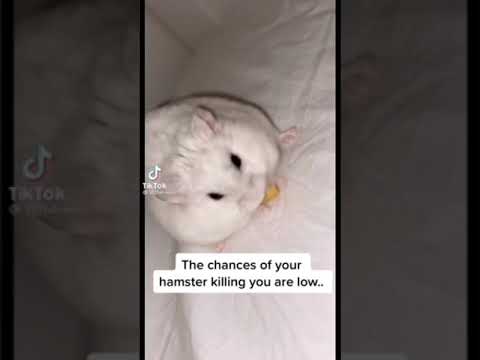 The chances of your hamster killing you are low | TikTok