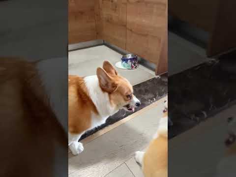 dogs larai videos funny 🐕🐕🐕