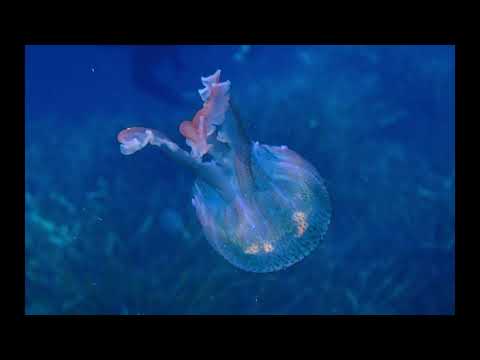 Ustica Diving 2020, best diving left in the med, what Cousteau saw