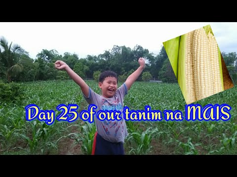 25 Day old white corn (Episode 2 blog sa tanim na mais)