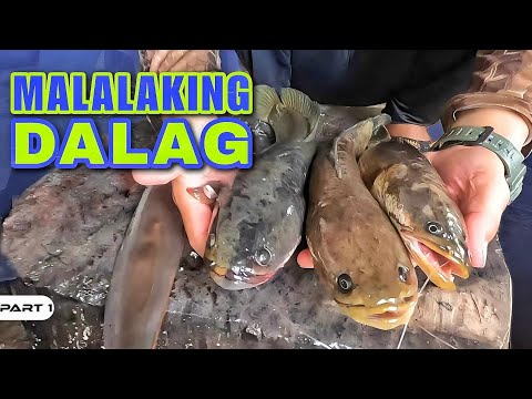 P1-MALALAKING DALAG - EP1112