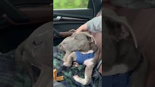 Video preview image #1 Mutt Puppy For Sale in Rockville, MD, USA