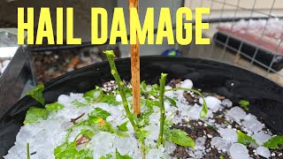 My Garden was WRECKED by HAIL!