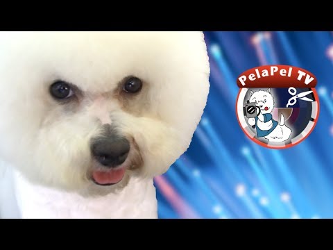 Corte a tijera del Bichón Frisé