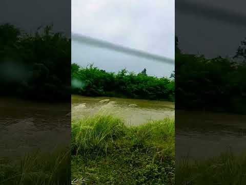 o  nadan parinde ghar aja#nature 🌿🍃