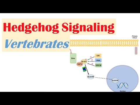Overview of Glycolysis Basics for Beginners Biochemistry Lesson