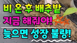 비 온 후에 꼭 배추밭 둘러보세요.이런것들 꼭 있어요!그냥 놔두면 성장이 불량해져요.