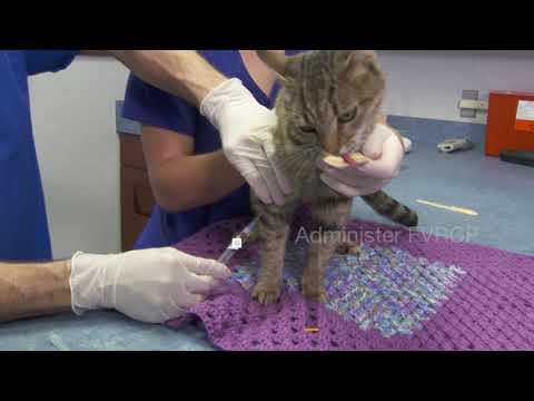 ASPCA Feline Subcutaneous Vaccination How-To - YouTube
