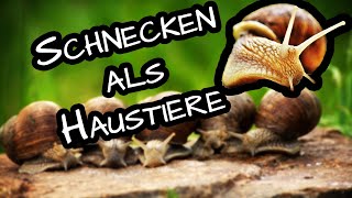 Achatschnecken Haltung 🐌 Terrarium oder Aquarium einrichten