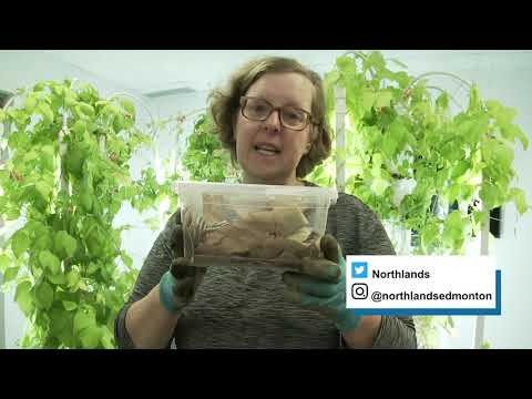 Adventures at the Urban Farm - How To Start a Worm Compost