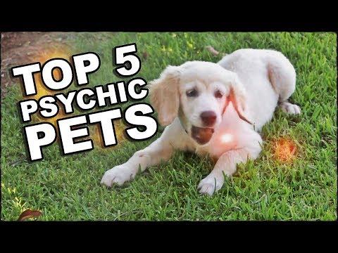 Can Pets See Ghosts? Top 5 Psychic Animals