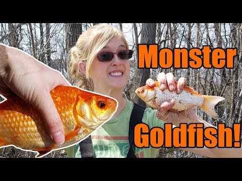 Why you Should NEVER Release Pets into the Wild