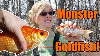 Why you Should NEVER Release Pets into the Wild