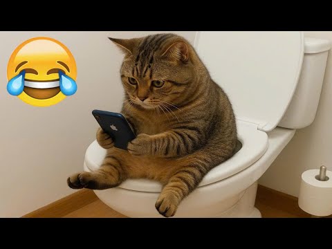 Vidéos drôles d'animaux | chats et chiens les plus drôles 2025