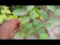 Kali Hariar Harbal Plant Grow Care Watring And All Other Information With Murtaza Mali Urdu Hindi