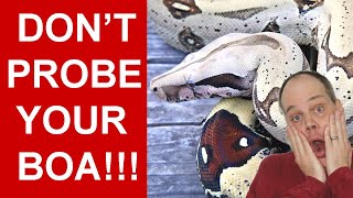 DON'T Probe Your Boa! (MUCH BETTER Methods to Determine if it's Male or Female!)
