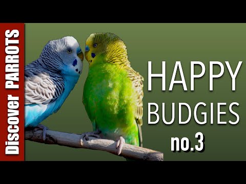 Happy Budgies 3 - Budgerigar Sounds to Play for Your Parakeets | Discover PARROTS