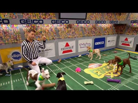 小狗碗 (The Puppy Bowl)