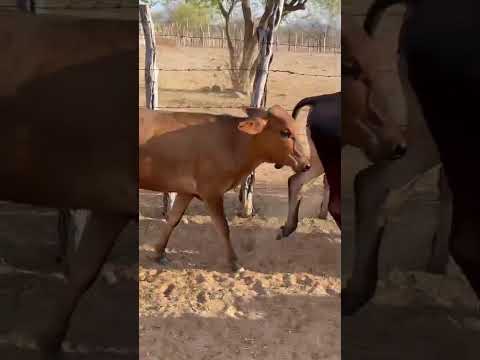 ➡️ *PROMOÇÃO 100 Garrotas: 1.370 reais cada em Pombal/ Paraíba. Whatsapp 84 99810 2784* #gado