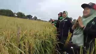 Download lagu Testimoni Pupuk Organik ECO FARMING pada lahan padi  Hub CP 085214959193 mp3