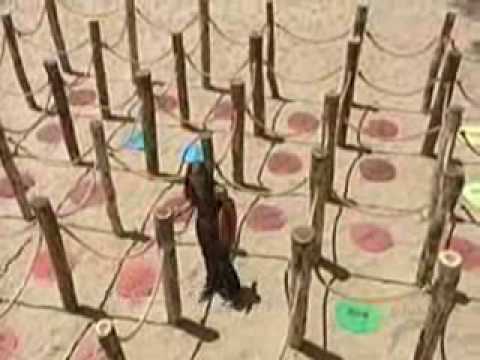 Episode Eight Immunity Challenge