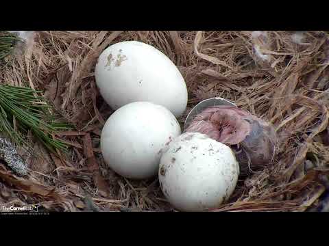 AMAZING Hatch Footage: First Red-Tailed Hawk Chick "I1" Hatches – April 29, 2019