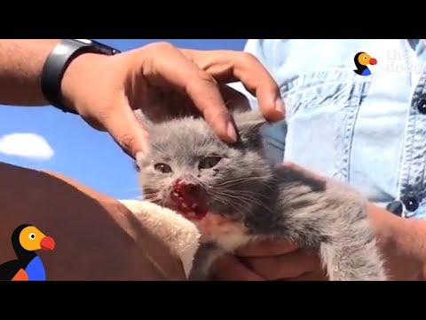 Kitten ABANDONED In Desert, Attacked by Birds Rescued By Nicest People | The Dodo