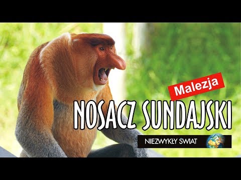 Niezwykly Swiat - Malezja - Borneo - Nosacz Sundajski