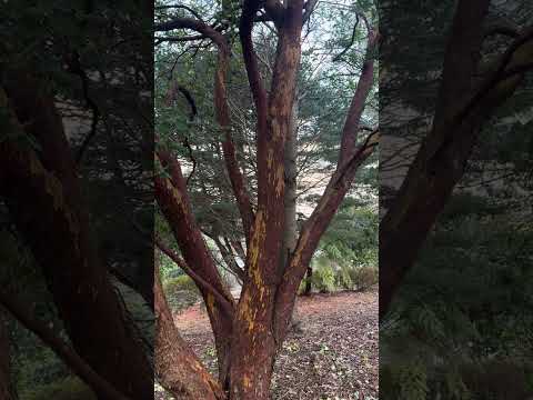 Arbutus x andrachnoides 