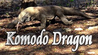 🐉 Komodo Dragons 🏝️