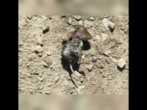 Die Schöpfung als Augenöffner Teil 2 Blind