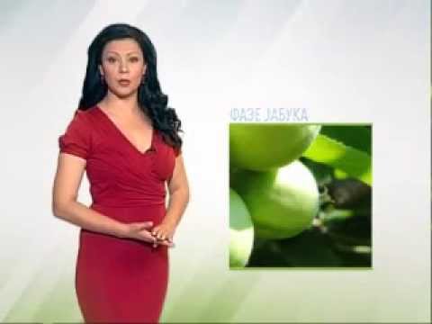 Zelena prognoza, 16.6.2015. - O crvenoj voćnoj grinji u zasadima jabuka