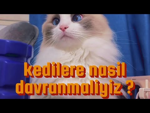 KEDİ- KEDİLER İLE NASIL İLİŞKİ KURMALIYIZ ?